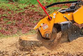 Tree and Shrub Care in Dolgeville, NY